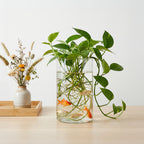 Glass Cylinder Vases Bulk 12 or 24pcs Wedding Centerpieces & Flower Vases 6x3.4in – Clear Floral Vase Set for Banquet, Party, Festival, Restaurant & Home Table Decor