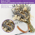 Dried Lavender & Baby’s Breath Flower Bundles 2 Bunches 17 Inch – Dried Gypsophila Bouquet for Vase, Home Decor, Wedding, Photography & DIY Wreath – Valentine’s Day Floral Arrangement Gift
