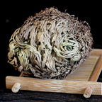 Rose of Jericho 20pcs Dried Sacred Resurrection Plant – Selaginella Lepidophylla Prayer Plant for Spiritual Cleansing, Luck & Home Decor