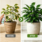 Plant Leaf Shine Spray 40ml – Removes Dust & Yellow, Restores Natural Gloss for Indoor & Outdoor Potted Plants