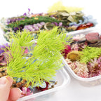 Dried Flowers for Crafts 4-Box Set Random Colors – For Candle Making, Resin Jewelry, Greeting Cards, Photo Frames, Scrapbooking & Halloween Decor