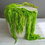 Dried Green Amaranth Hanging Flowers 10pcs 23-27 Inch - Bohemian Wisteria Floral Stems for Wedding Centerpiece, Bridal Bouquet, Photography Prop, Christmas & Valentine's Day Decor