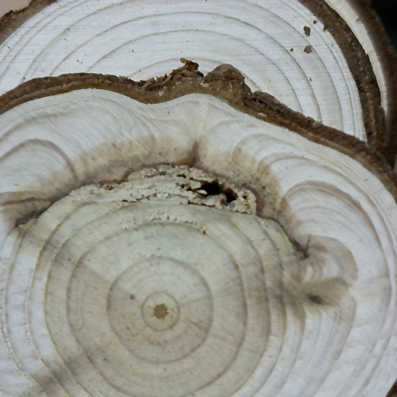 Wood Log Slices 28pcs Natural Tree Bark Rounds 2.7–3.5 Inch Unfinished Wooden Discs for Crafts Christmas Decor Coasters Wedding Centerpieces Woodworking DIY Art