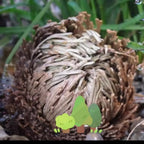 Rose of Jericho 20pcs Dried Sacred Resurrection Plant – Selaginella Lepidophylla Prayer Plant for Spiritual Cleansing, Luck & Home Decor