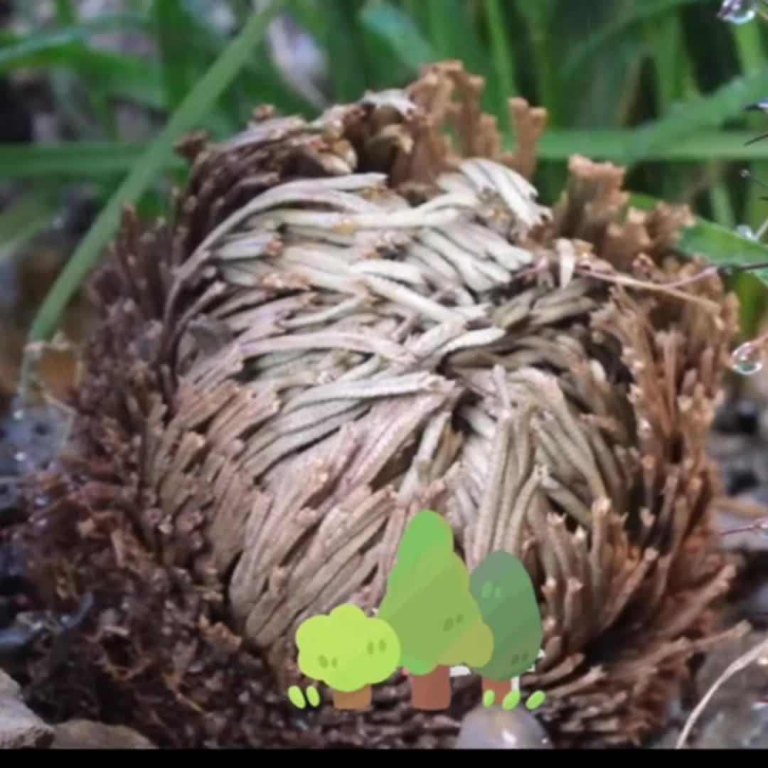 Rose of Jericho 20pcs Dried Sacred Resurrection Plant – Selaginella Lepidophylla Prayer Plant for Spiritual Cleansing, Luck & Home Decor